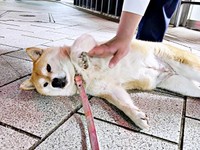 人も犬も大好き！ なでなでしてもらうあんずちゃん（画像提供：すづきさん）