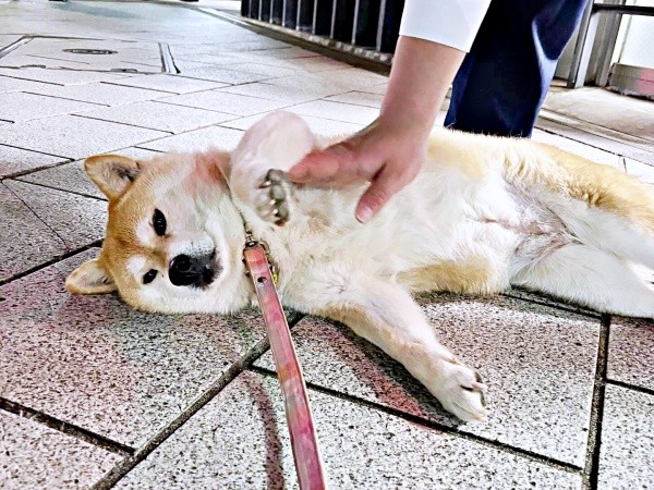 人も犬も大好き！ なでなでしてもらうあんずちゃん（画像提供：すづきさん）