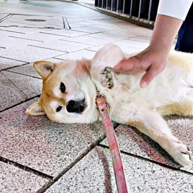 人も犬も大好き！ なでなでしてもらうあんずちゃん（画像提供：すづきさん）