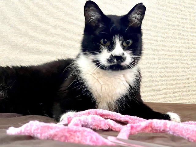 さっきまで激しく遊んでいたのに、突然「無」になったにゃんちょすちゃん。なぜ？