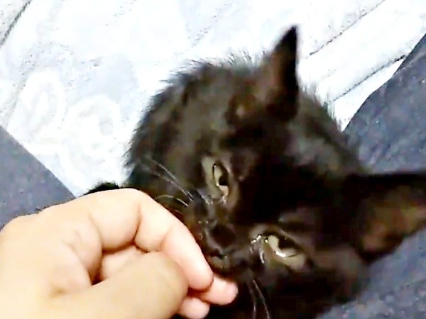 保護時、猫風邪で衰弱していた望那くん（画像提供：彩月&萌花にゃんさん）