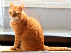 家に通う野良猫がある日けがをしてきた　夫婦は家族に迎えることを決断