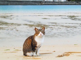 沖縄の「てんぷら島」は、ふっくら猫が集まる猫島