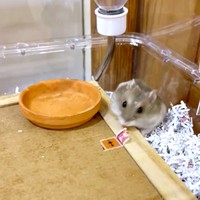 お正月、特別にいつもより多めのおやつをもらったはむきちくん（画像提供：まんまるハム日和さん）