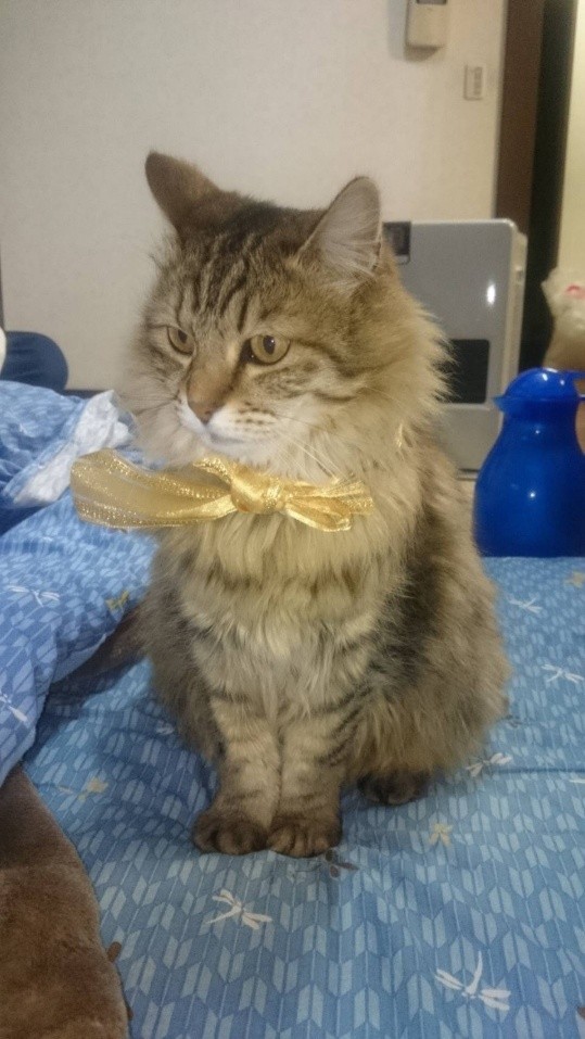 若猫期のレイちゃん