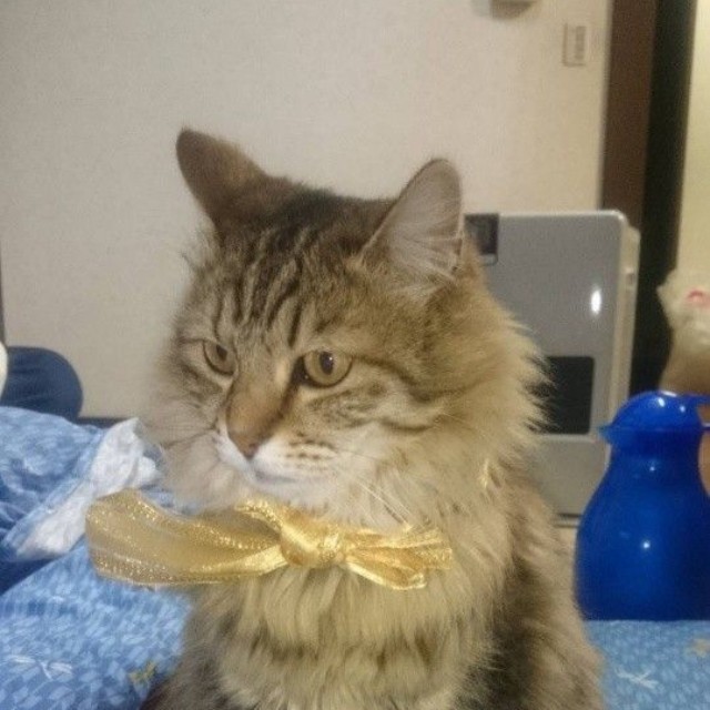 若猫期のレイちゃん