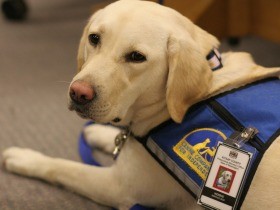 米国の裁判所で活躍する犬　証言する子どもに寄り添いサポート