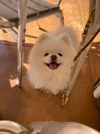 この笑顔！癒やされますね～！（画像提供：タレ目の犬(ポメラニアン)さん）