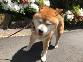 春は犬もストレスがたまり不調になる！？　おすすめごはんと簡単おうちケア