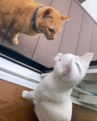 近所の猫が遊びに来たよ。でっかいなあ〜＝shiroi_shirasuさん提供