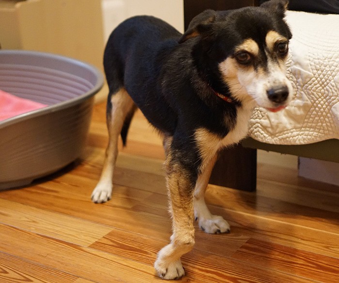 オリは以前、人に飼われていた時もあるようだが、右前足が折れたままくっつき曲がっている（後ろ足も悪い）