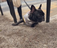 早く！早く！公園に入るよ！＝フレンチブルドッグohanaさん（@ohana5301）提供