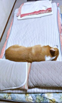 枕は2つあるけれどーーどーんと横向き寝そべるレオくん（画像提供：コーギーのレオさん）