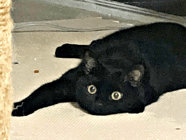 ペタンとなって寝そべるきんちゃん（画像提供：ふくまる＋ぶな＝さん）