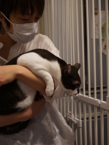 キッチンに入らないようにつけた柵。「は、はいれない」