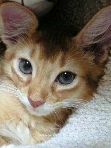 家にきたころの「潤」