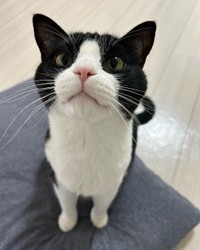 何かくれるにゃ！