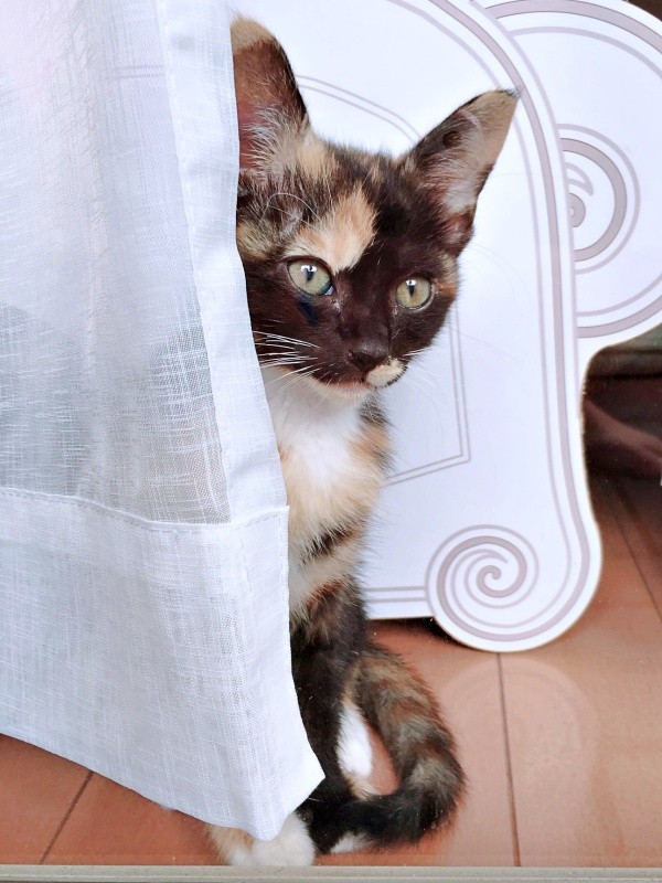 車のエンジンルームから救出されたもつちゃん（画像提供：べじたりあん。さん）