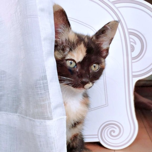 車のエンジンルームから救出されたもつちゃん（画像提供：べじたりあん。さん）