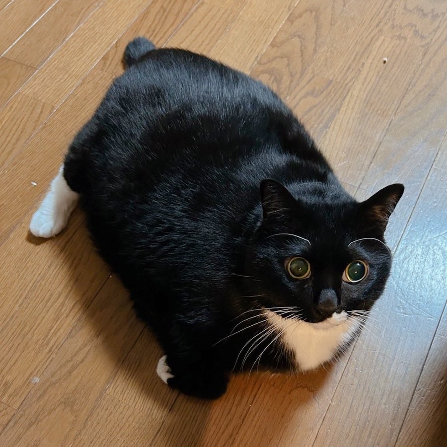 時空が歪んでる！？」飼い主も5度見した「四角すぎる猫」ジワる姿に