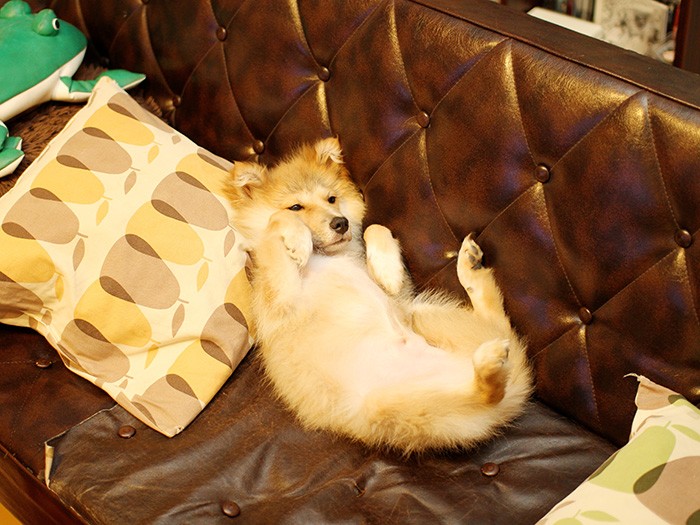 子狐のようだった子犬時代