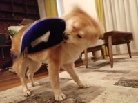 元気いっぱいです(さかぐちまやさん提供）