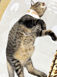 なでてのポーズをするまめたろうくん（画像提供：ねこじま まめたろうさん）