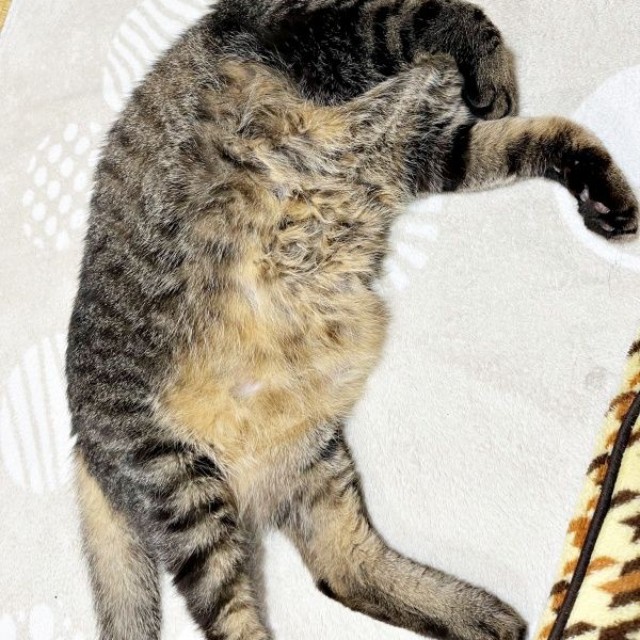 なでてのポーズをするまめたろうくん（画像提供：ねこじま まめたろうさん）