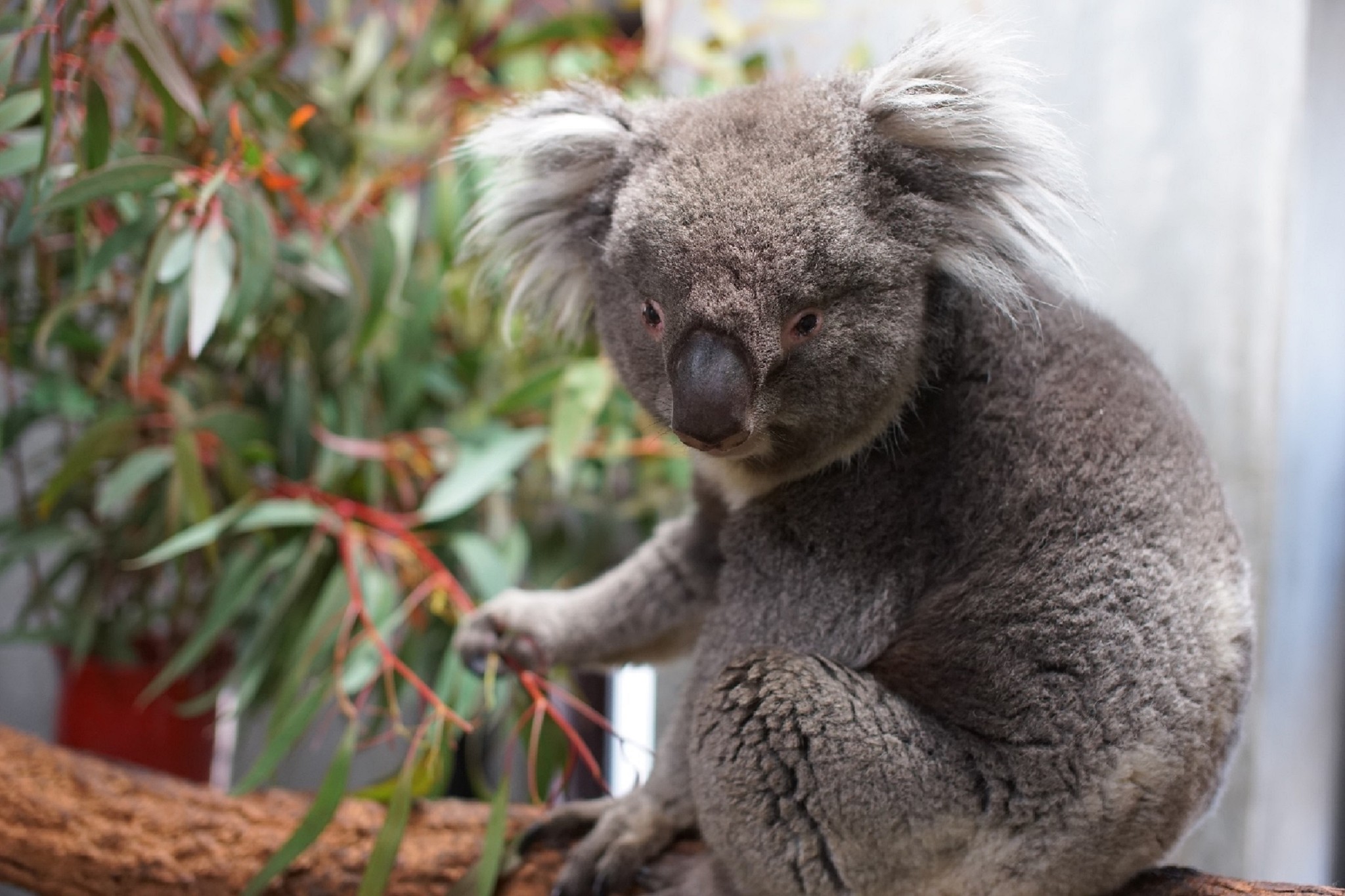 大阪からコアラがいなくなる 最後の1頭は英国で婿入り…男盛りの
