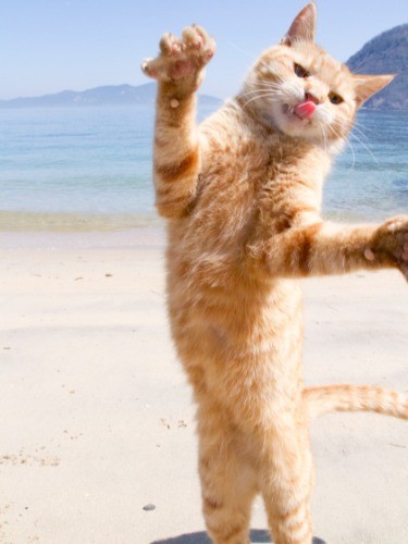 （C）Yamamoto Masayoshi