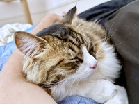 飼い主さんの腕枕ですやすや眠るけだまちゃん（画像提供：けだまちゃんさん）