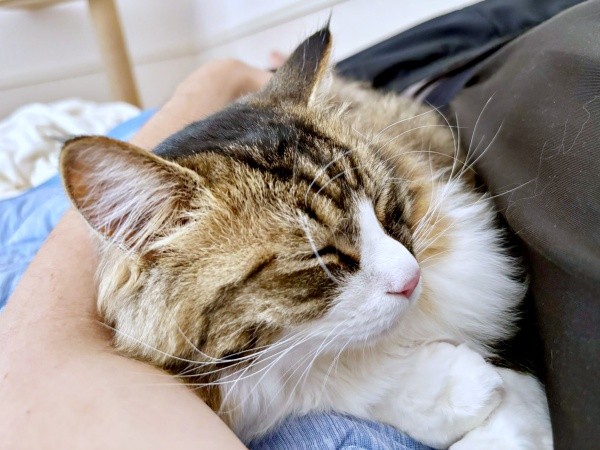 飼い主さんの腕枕ですやすや眠るけだまちゃん（画像提供：けだまちゃんさん）