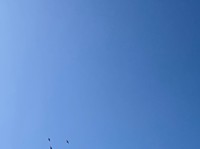 ブルーインパルスかと思ったのに！良く見ると鳥