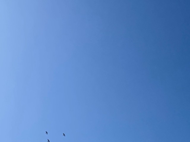 ブルーインパルスかと思ったのに！良く見ると鳥