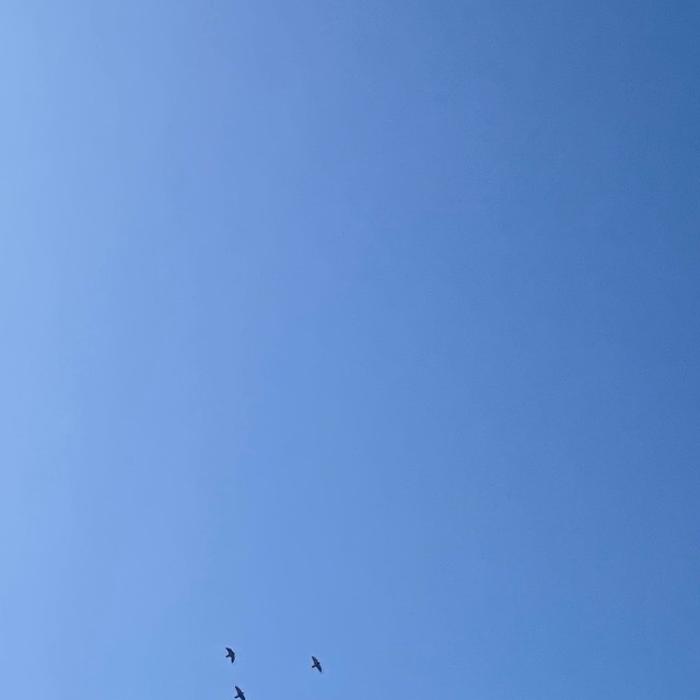 ブルーインパルスかと思ったのに！良く見ると鳥