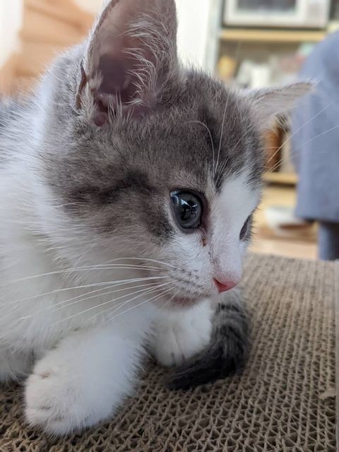 保護されなければどうなっていたのか・・・