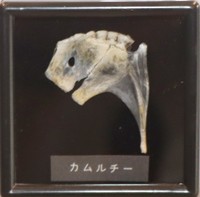 ゴジラのような形をした雷魚（カムルチー）の「タイのタイ」