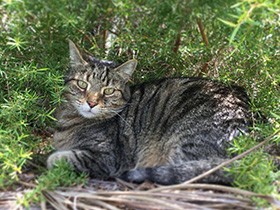 誕生日、大好きな秘密基地にて　豪州のキジトラ「ジェイク」