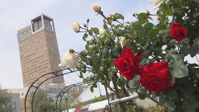 サンポート高松でバラが見頃　香川
