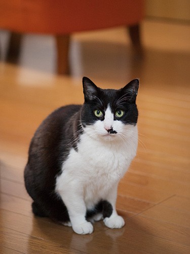 「A子さんちの子たちに負けず、僕もいい男だよ」（小林写函撮影）