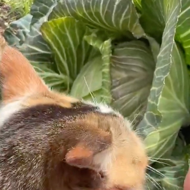 春キャベツを収穫していたら……（動画からキャプチャー／提供：柴桜 三朗太さん）