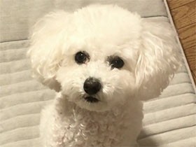 リモートワーク　側でじっとそっと見守る　トイプー「ラム」