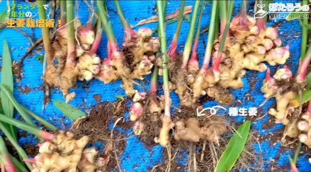 たったワンプランターから驚愕の収穫量が／YouTubeチャンネル「ぽたろうの家庭菜園HACK」より