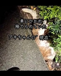 交通事故で側溝の中で動けなくなっていた犬のアキちゃん（岡本裕二さん提供、Instagramよりキャプチャ撮影）