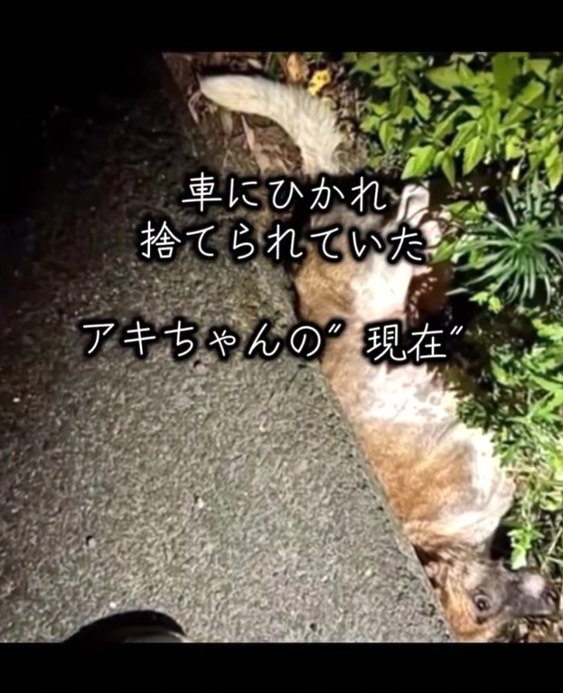 交通事故で側溝の中で動けなくなっていた犬のアキちゃん（岡本裕二さん提供、Instagramよりキャプチャ撮影）