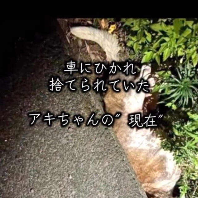 交通事故で側溝の中で動けなくなっていた犬のアキちゃん（岡本裕二さん提供、Instagramよりキャプチャ撮影）