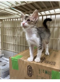 目は痛々しいが、しっかり立っていた＝107momokoさん提供