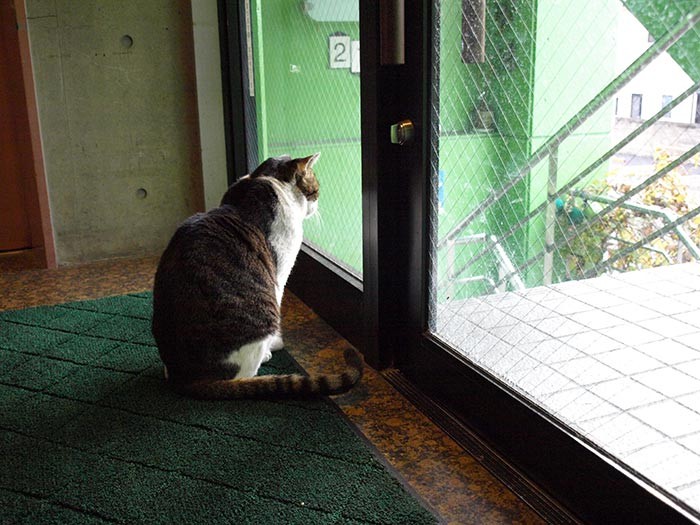 ベテラン番頭猫しんたろうの日課。玄関から外をニャルソック