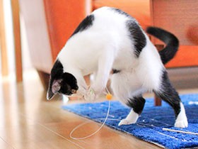 子猫２匹に尽くす日々　“使用人”の気持ちわかり人間関係も改善？