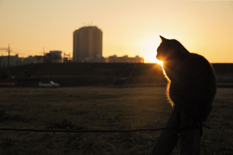 (大空出版）にゃんこ相撲より